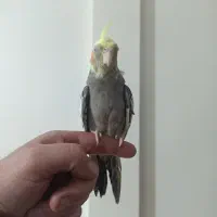 عروس هلندی دستی