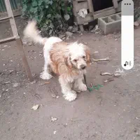 سگ پشمالو گم شده همراه با مژدگانی برای یابنده|سگ|تالش, هشتپر|دیوار