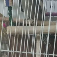 عروس هلندی|پرنده|کرمانشاه, |دیوار