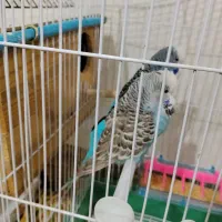 مرغ مینا،مرغ عشق،طوطی برزیلی