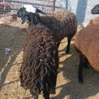 کاوربره|حیوانات مزرعه|تربت جام, مطهری|دیوار