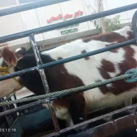 ۱۳000000|حیوانات مزرعه|بم, |دیوار