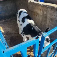 گوساله.گاو.تلیسهآبستن سنگین