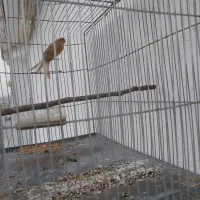 قناری آهویی سرخ نر|پرنده|صدرا-فارس, فاز ۱|دیوار