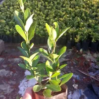 شمشاد طلایی و شمشادسبز