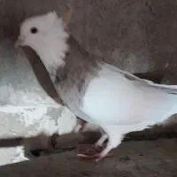 طوقی نر درشت و جوان