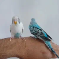 مرغ عشق|پرنده|بروجرد, |دیوار