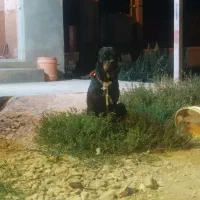 روتوایلر ماده ۱ساله