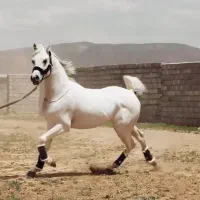 اسب عرب مصری|اسب و تجهیزات اسبسواری|اراک, |دیوار