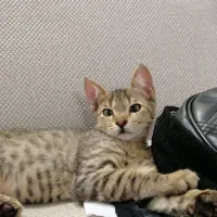 واگذاری بچه گربه