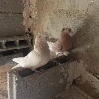 فروش یک جفت ماده زرد