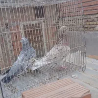 کبوتر حدود۳۰تا یجا کبوترا فوق العاده هستن|پرنده|بومهن, |دیوار