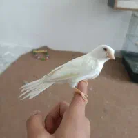 قناری نر سفید|پرنده|دهگلان, |دیوار