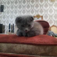 بچه گربه اسکاتیش