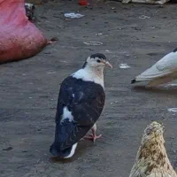 کبوتر خزنده