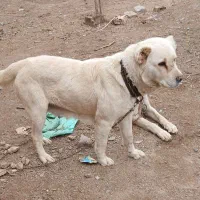 سگ آلابای روس