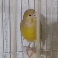ماده مست پس کوزه ای