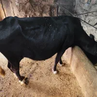 فروش یک راس گاو ماده آبستن