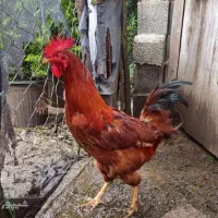 خروس محلی