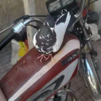 کفتر کله دم سیا