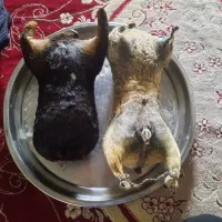 هیزه|ظروف نگهدارنده، پلاستیکی، یکبارمصرف|کوهدشت, |دیوار