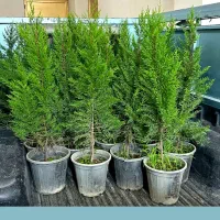 گل کاج لاوسون