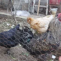 ده عدد مرغ و خروس محلی