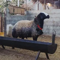 فروش قوچ شال و قوچ ژن دار