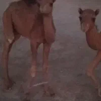 2عدد شتر مرغ فروشی یکی 40میلون یکی 35میلون