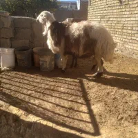 قوچ افشار پلنگی