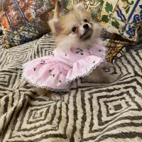 جفت نرو ماده پامر|سگ|کرج, گلشهر|دیوار