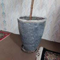 گلدان و گل مطبق|گل و گیاه طبیعی|مشهد, سپاد|دیوار