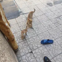 واگذاری گربه سه عدد