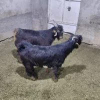 کهره نر بذری