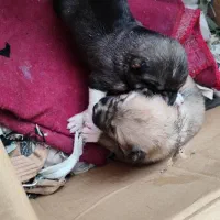 توله هم قال