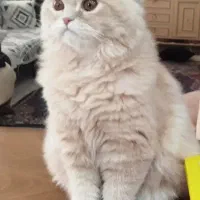 گربه پرشین اسکاتیش