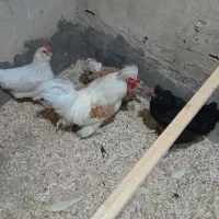 مرغ وخروس|حیوانات مزرعه|محمدشهر, شهرک چمران|دیوار