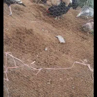 کود تحویل سر زمین|خدمات باغبانی و درختکاری|بوشهر, |دیوار