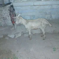 بزغاله نر سانن