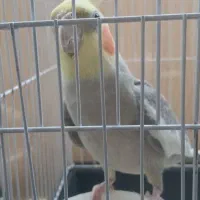 عروس هلندی|پرنده|پاکدشت, پاکدشت (مامازند)|دیوار