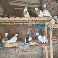فروش کبوتر طوقی