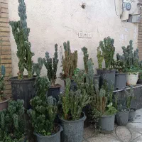 گل کاکتوس صخره ای|گل و گیاه طبیعی|اندیشه, اندیشه فاز ۵|دیوار