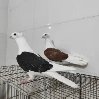 کبوتر جفت ،جوجه