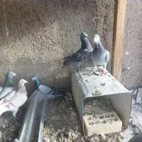 پلاکی مسافتی.چندتا کبوترم هست برا سر بری .دونه ۲۰۰