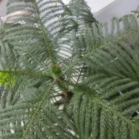یک گل کاج آپارتمانی بسیارزیبا