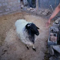 قوچ بزرگ چاق