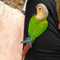 ۴عدد طوطی گرینچیک فوق دستی سخنگو به شرط|پرنده|خمینی‌شهر, |دیوار
