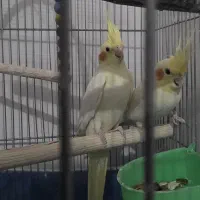 یک جفت عروس هلندی کارداده