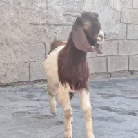 بز کهره|حیوانات مزرعه|بندر ماهشهر, |دیوار