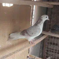 کبوتر غریبگیری۸ طوق|پرنده|اندیشه, اندیشه فاز ۱|دیوار